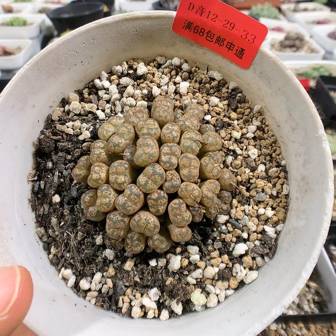 12-29-33    母本猴脸黄勋章