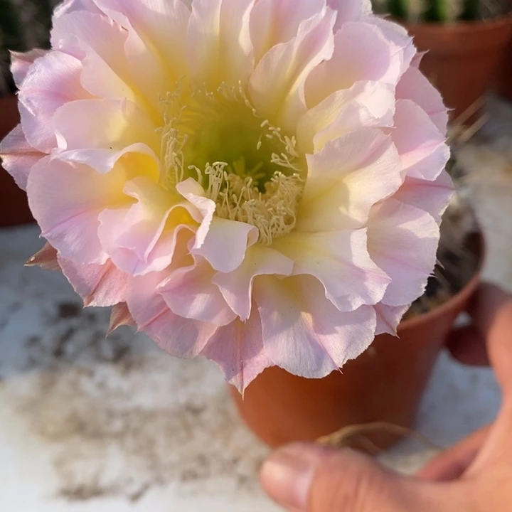 ?***?彩草仙人球系列