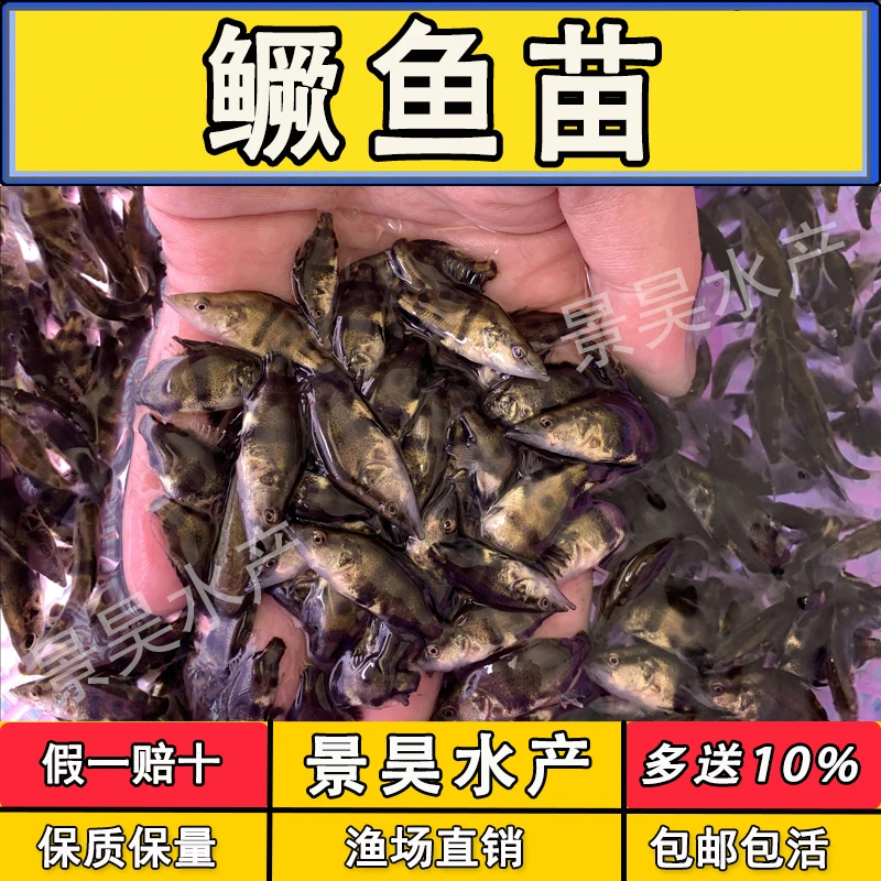 鳜鱼苗桂花鱼苗淡水养殖路亚鱼苗季花鱼大眼翘嘴鳜鱼苗大规格批发