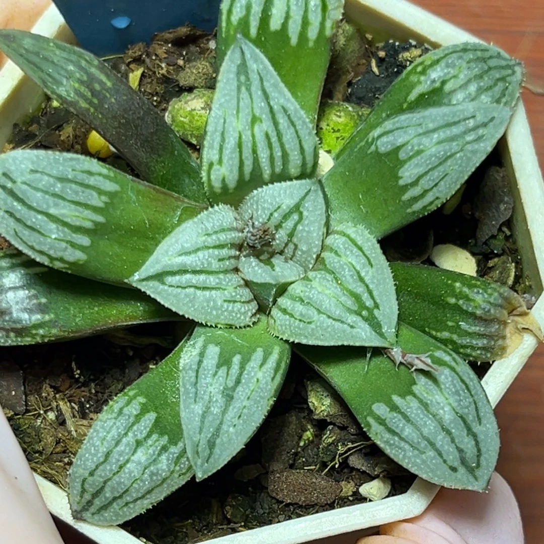 青*恭喜发财大吉大利766