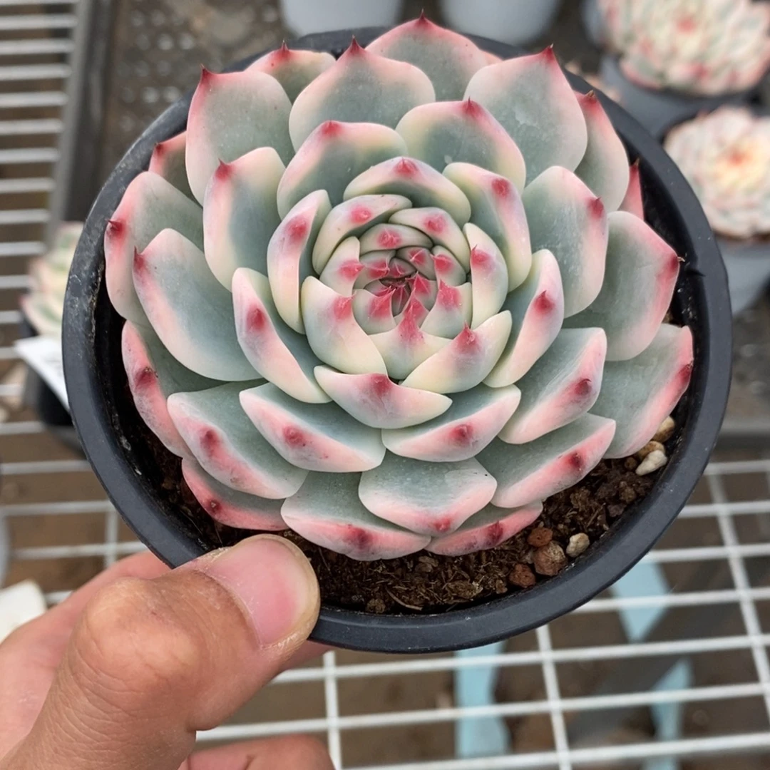 吉娃娃锦多肉植物9891
