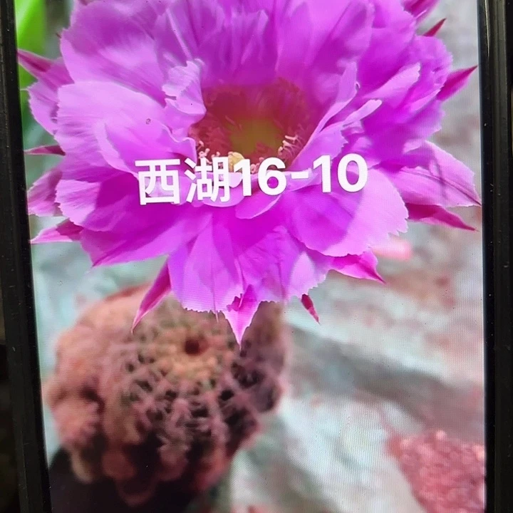 16-10 侧牙20包邮仙人球3