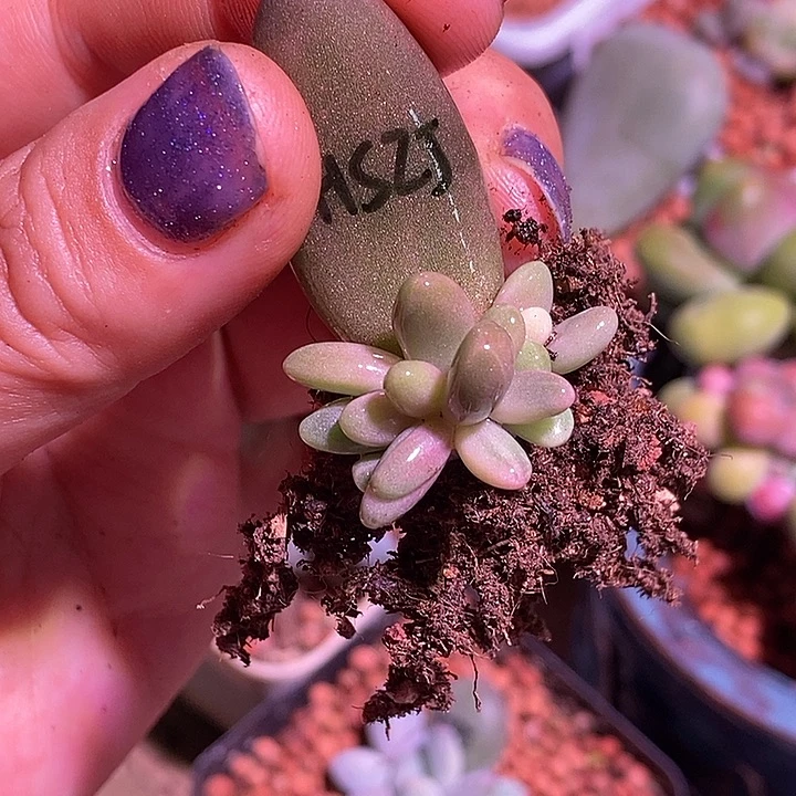 寅***虎红手指锦多肉植物