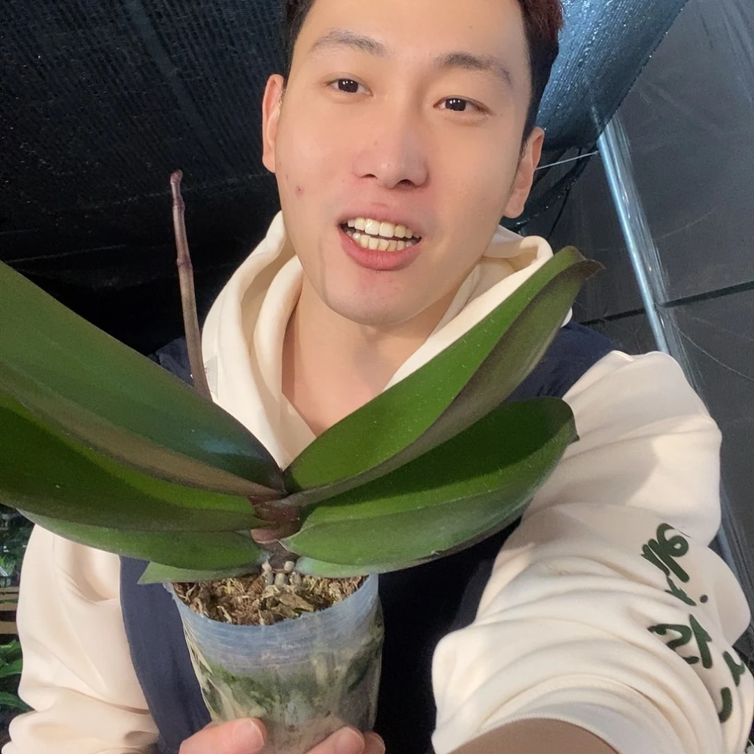 无花朵牛记黑脸蝴蝶兰
