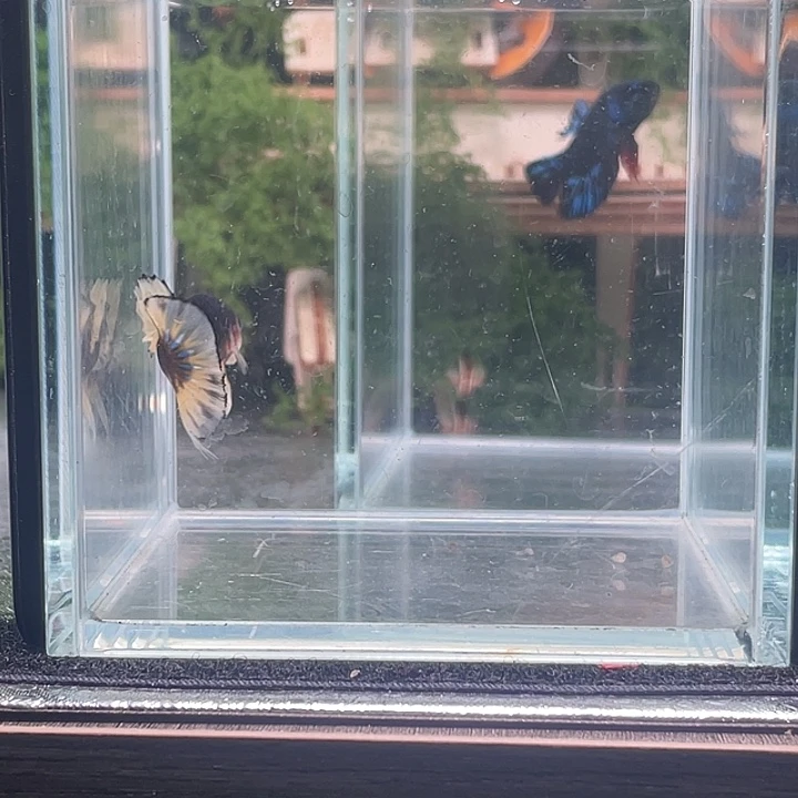 斗鱼听风观赏斗鱼