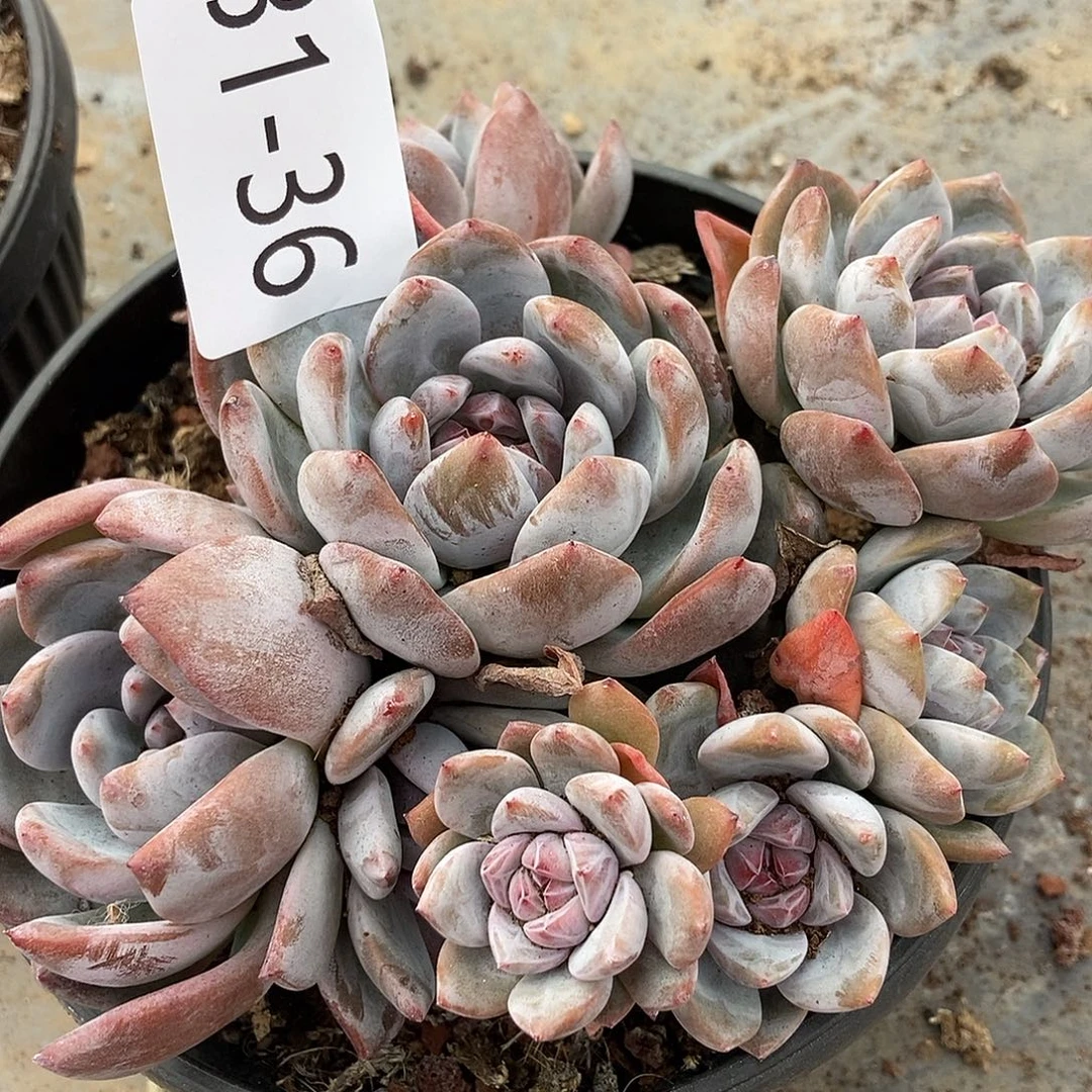 31-36 石榴籽星影一物一拍