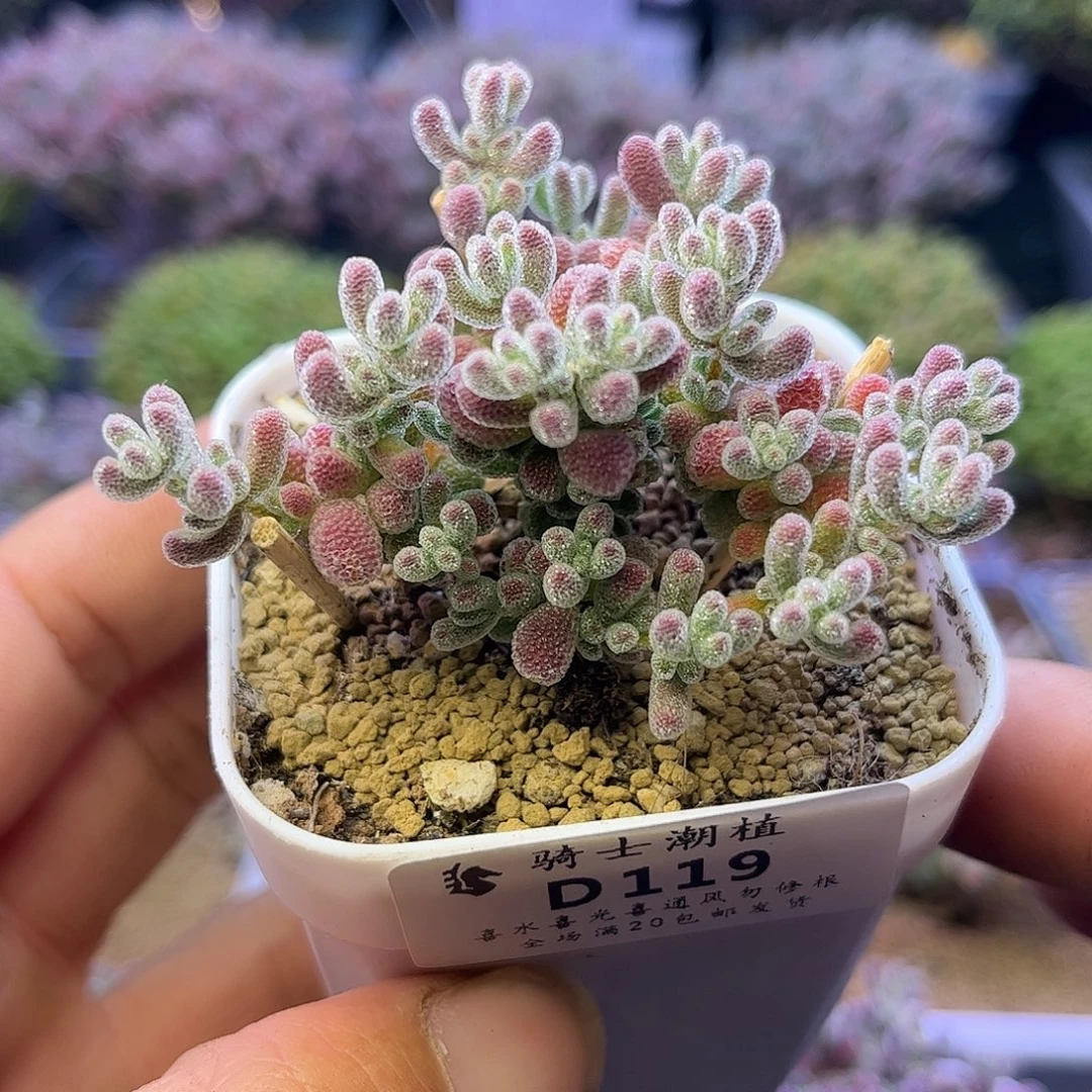 119优选冰晶枝干番杏