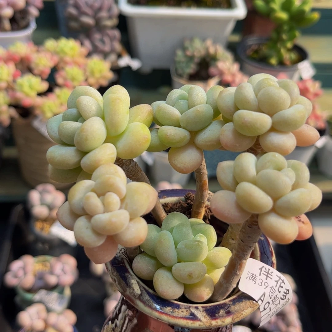 971白奶糖8cm多肉