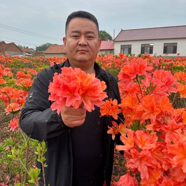 东北基地精选新品种杜鹃