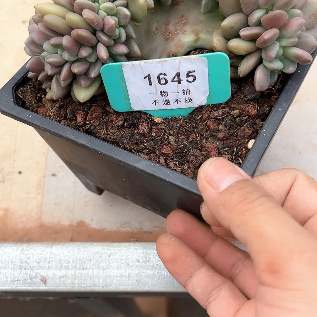 妍***姐桃花源缀化1645号