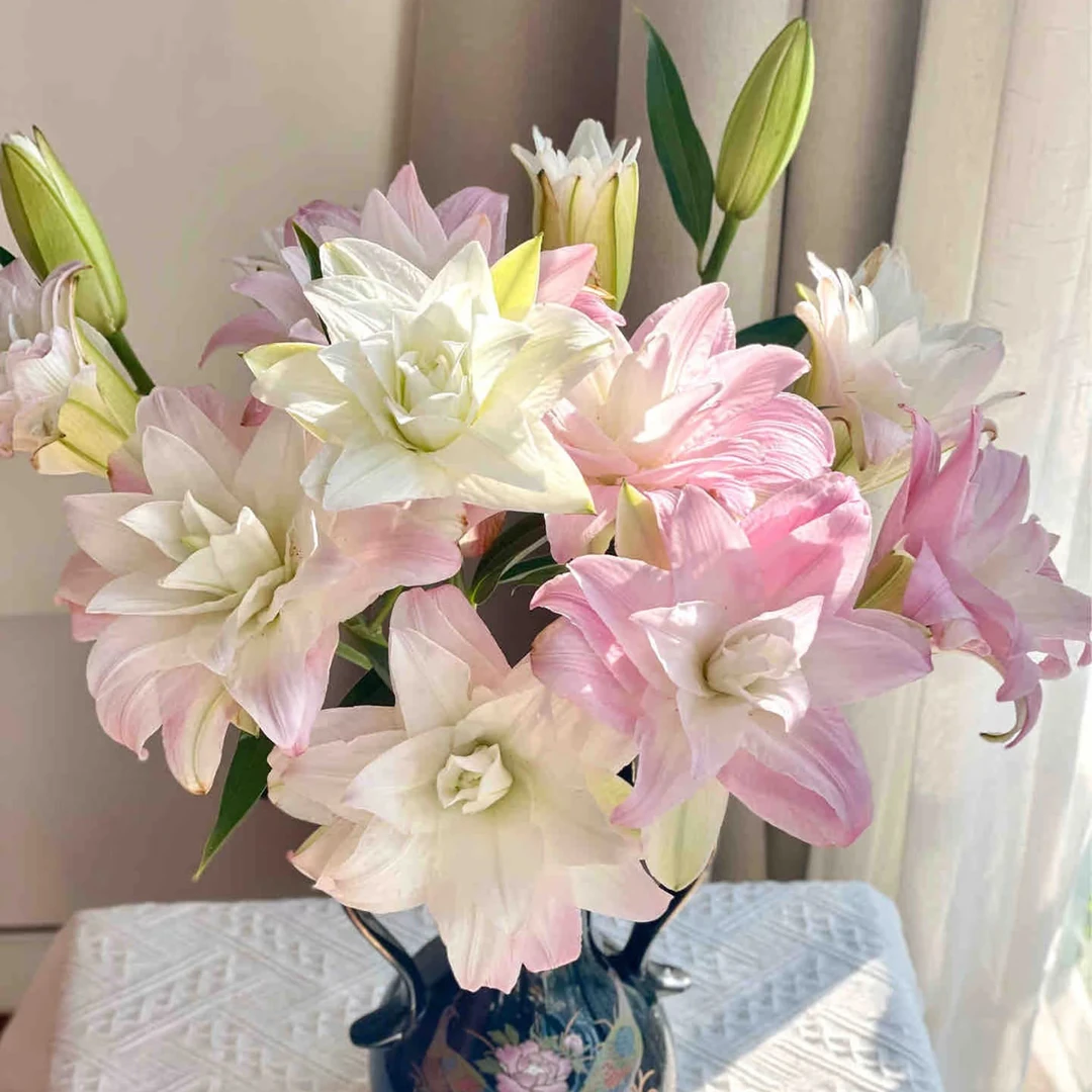 15号莲花春天百合2头，我要买我不售后