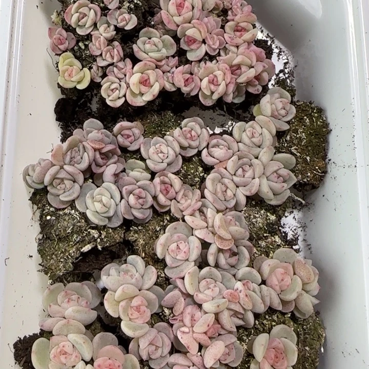 45号混合珍妮多肉一盒