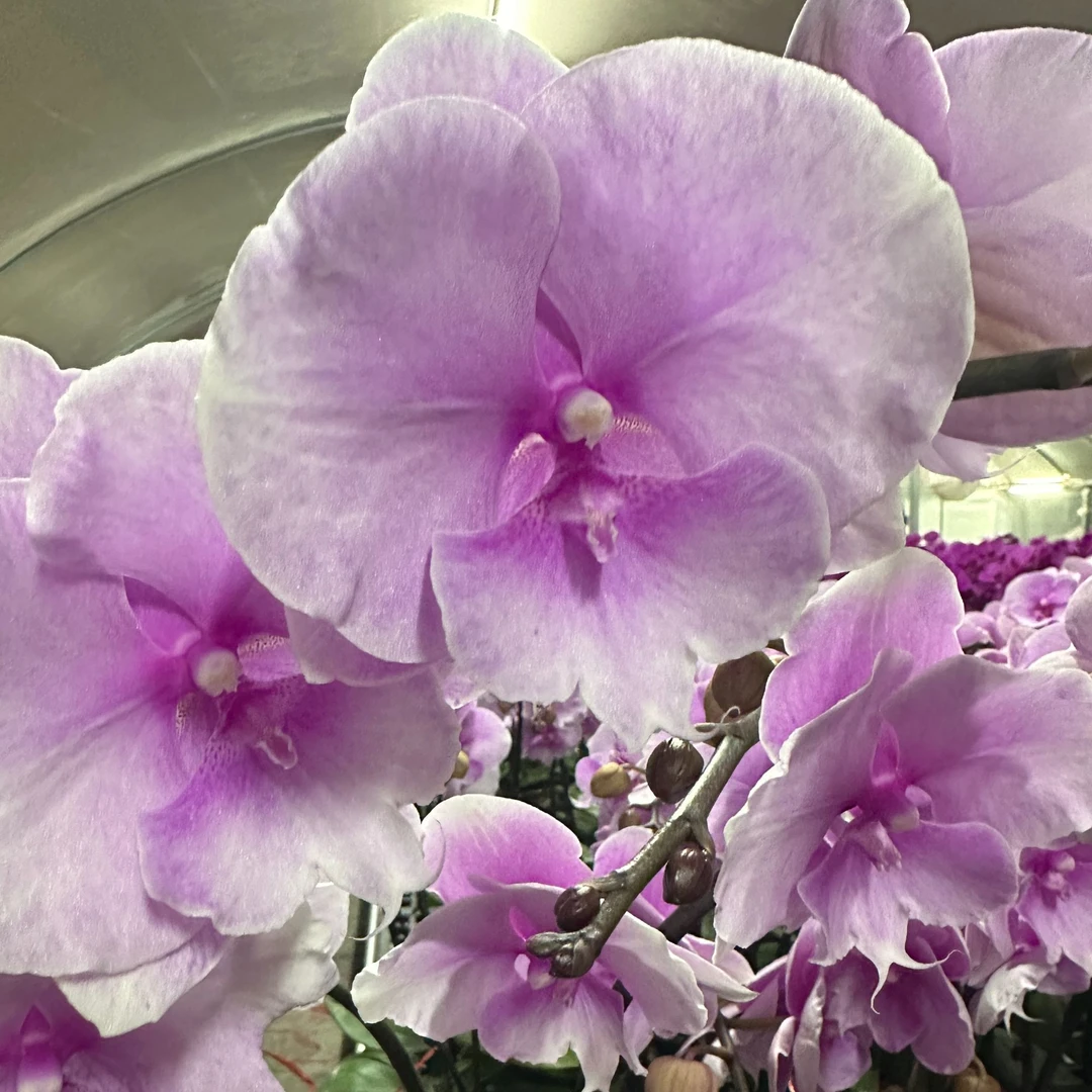 蝴蝶兰【迷雾】大花带花发货 室内花花 广州直发