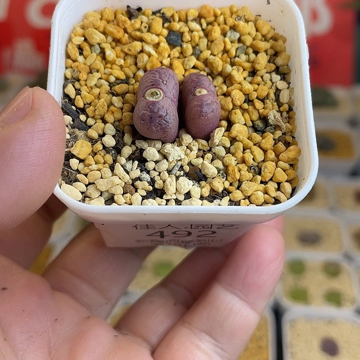 佳人园艺多肉生石花毛杂492