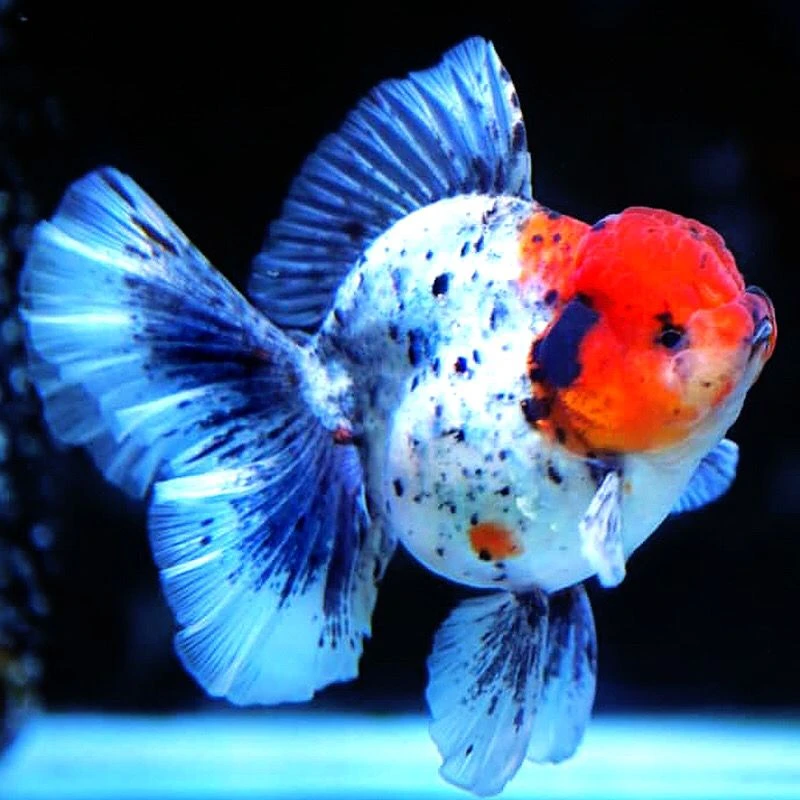 进口泰狮金鱼五花麒麟虎皮樱花百褶泰狮观赏鱼冷水淡水鱼包活好养