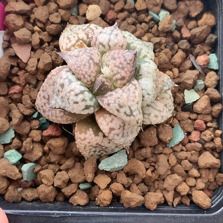 日系白银一物一拍