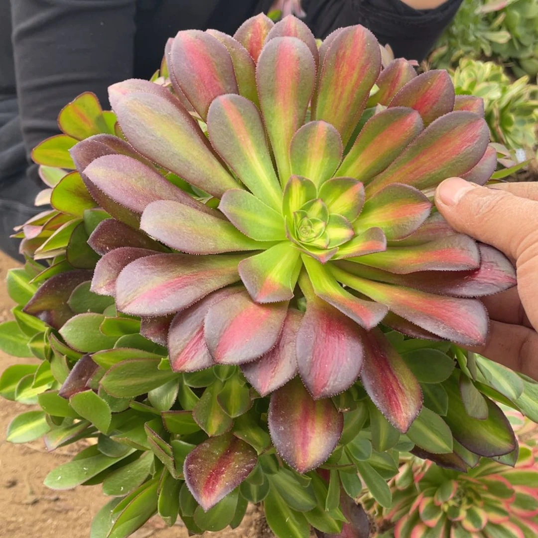 花娜多肉法师断枝不包