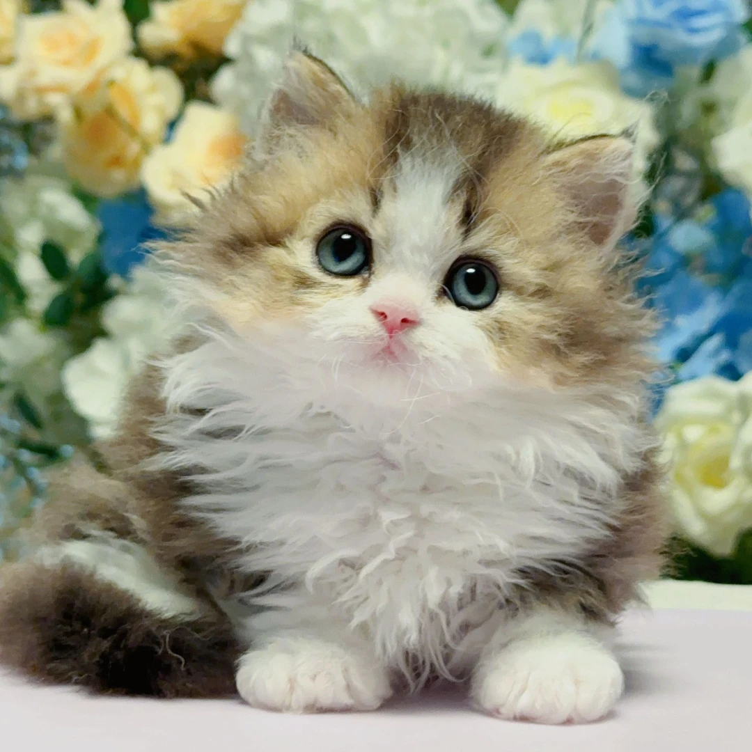 叮当——金加白塞凯矮脚弟弟宠物猫咪活体全款链接