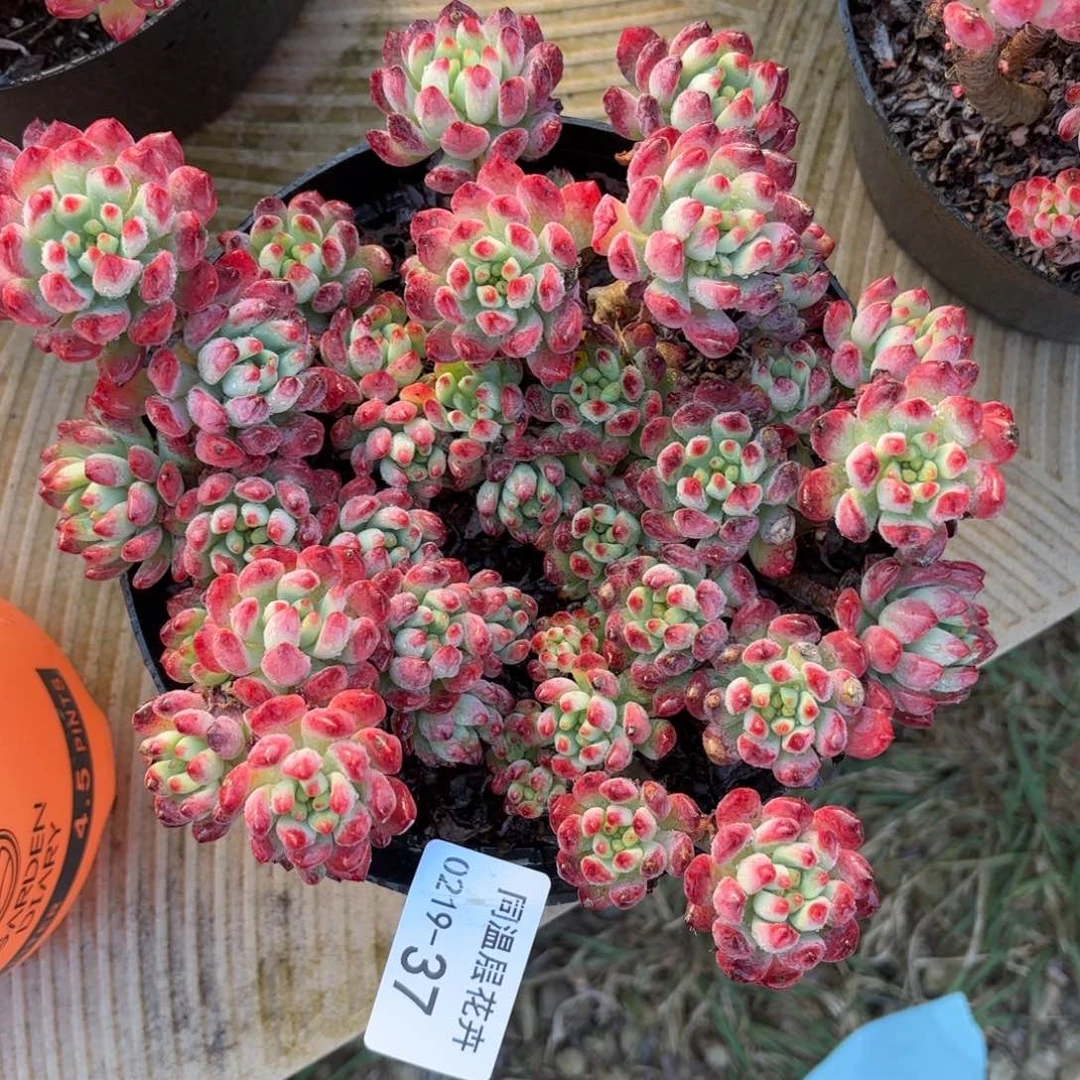 同温层多肉37蓝苹果