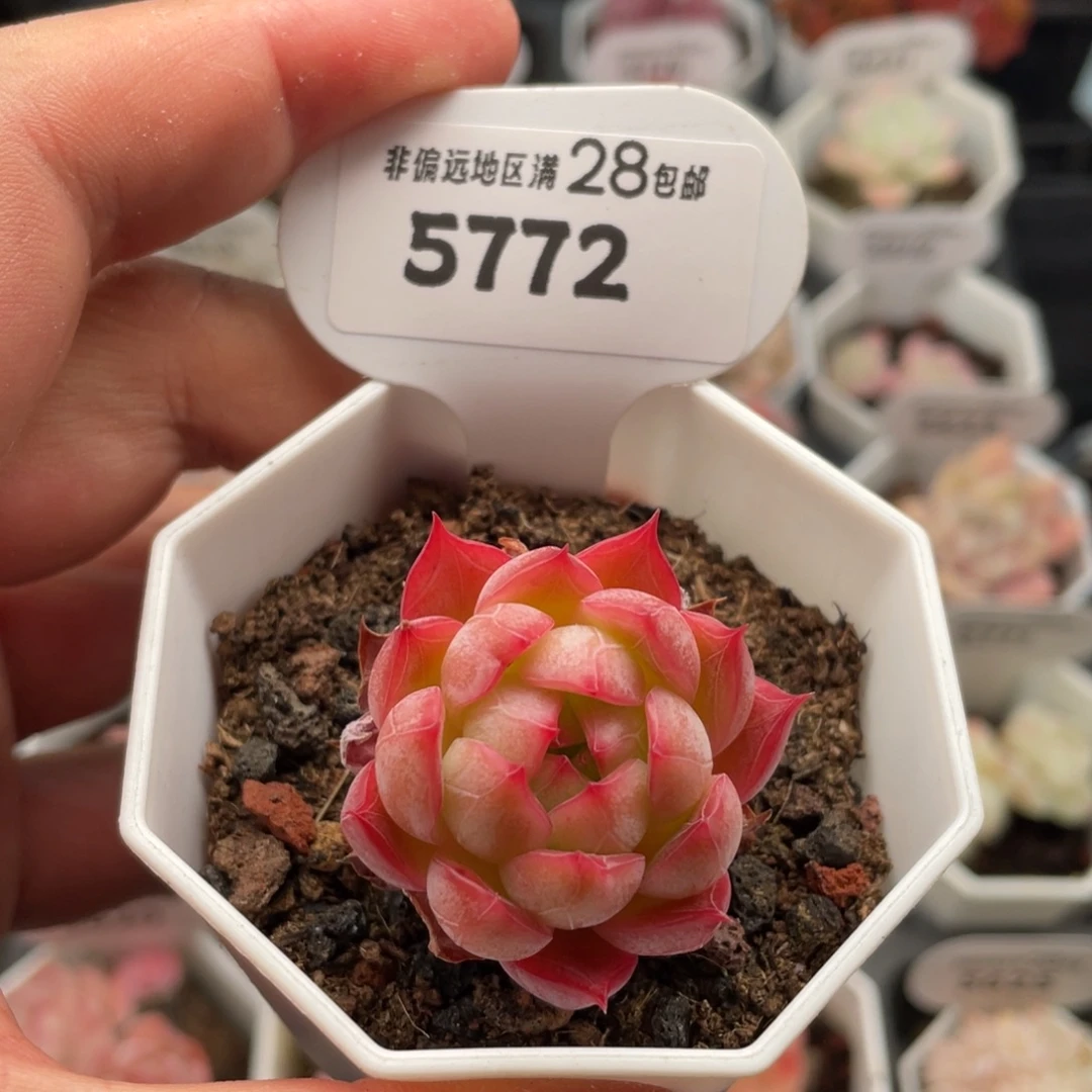 红媚5772-4.0厘米