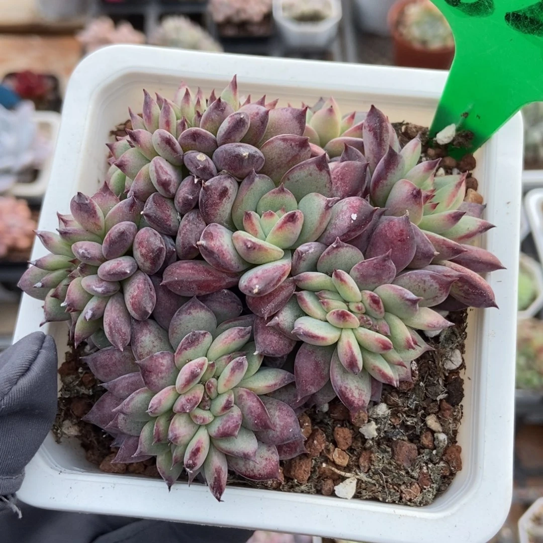 828拉糖缀多肉植物多肉