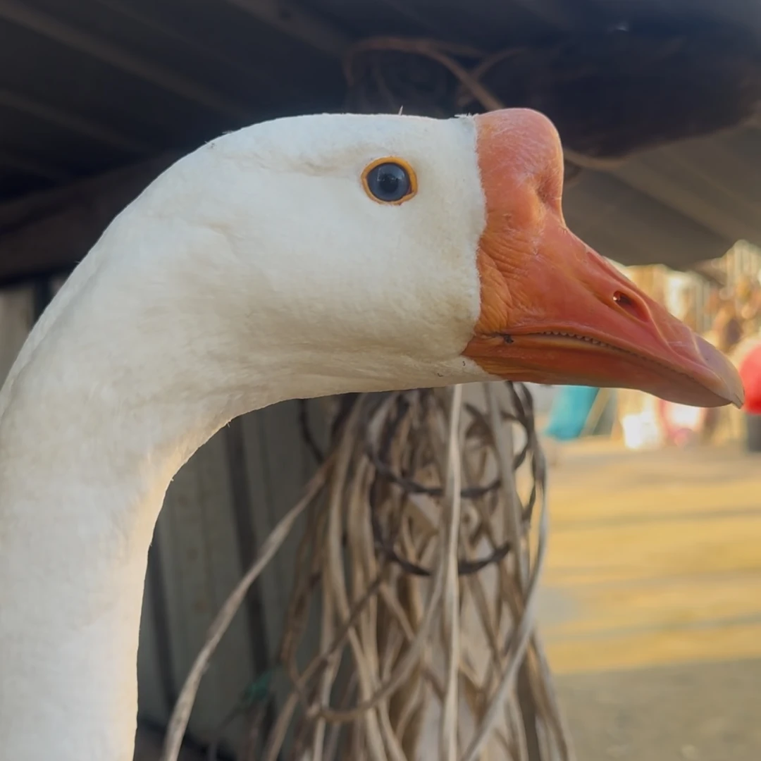 【柿树岗乡】大白鹅农家散养保留鹅胗鹅肝鹅心大白鹅