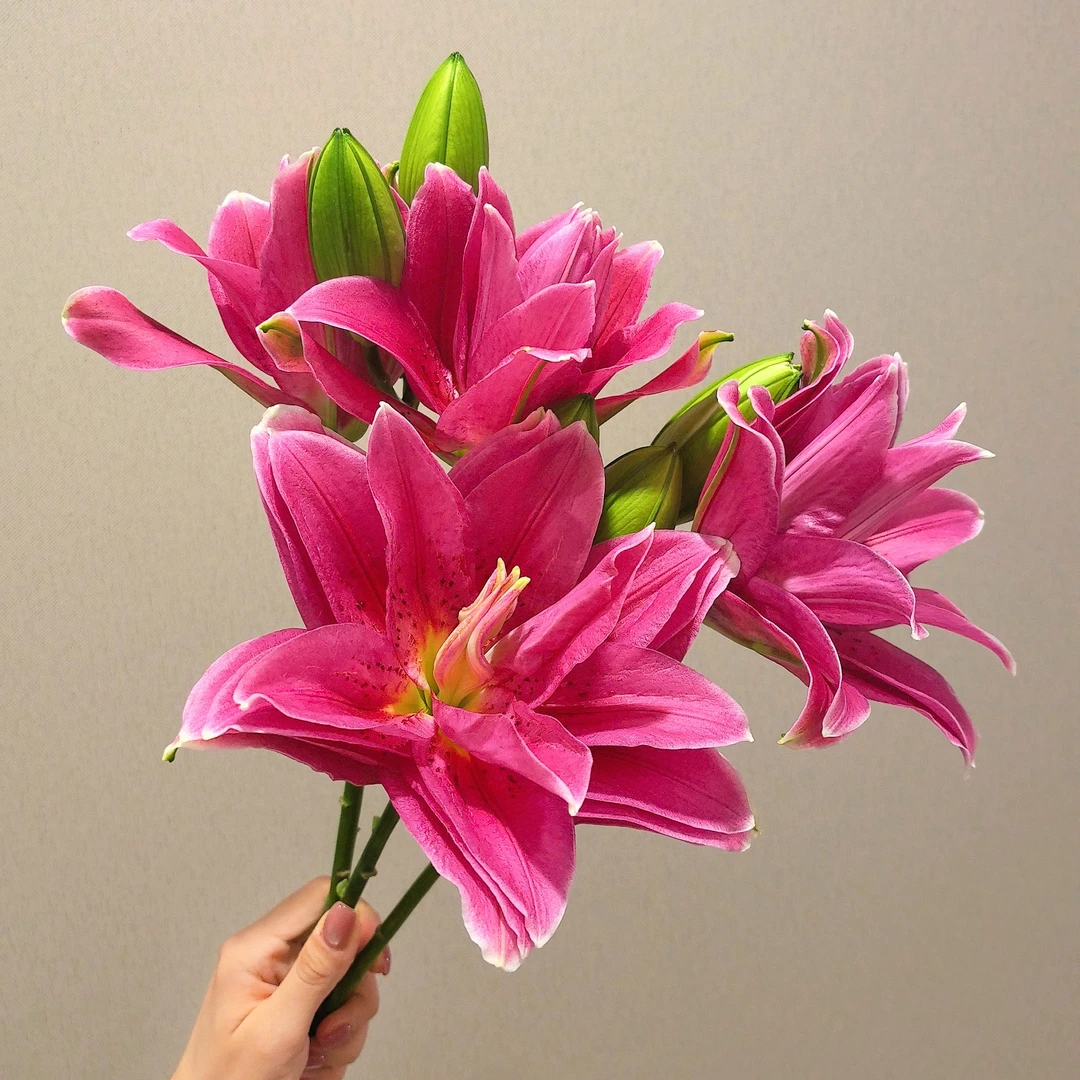 (红玛瑙)粉色重瓣 渐变 高级香型 香水百合东北基地顺丰包邮