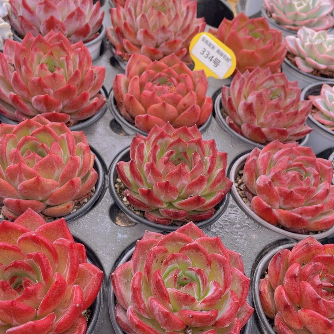 334号 宽叶全状态夜魔侠母本大单头一个