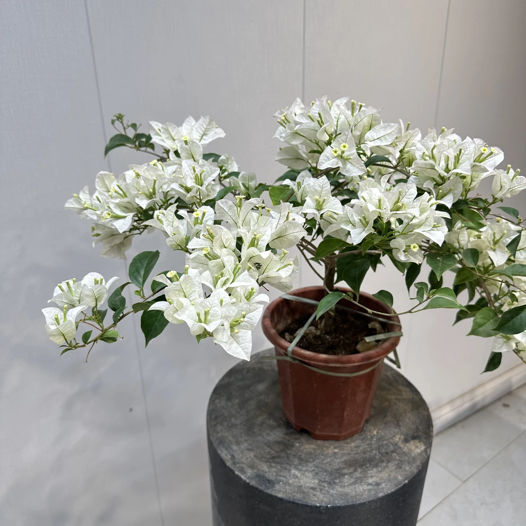 一物一拍《白雪公主》勤花品种三角梅