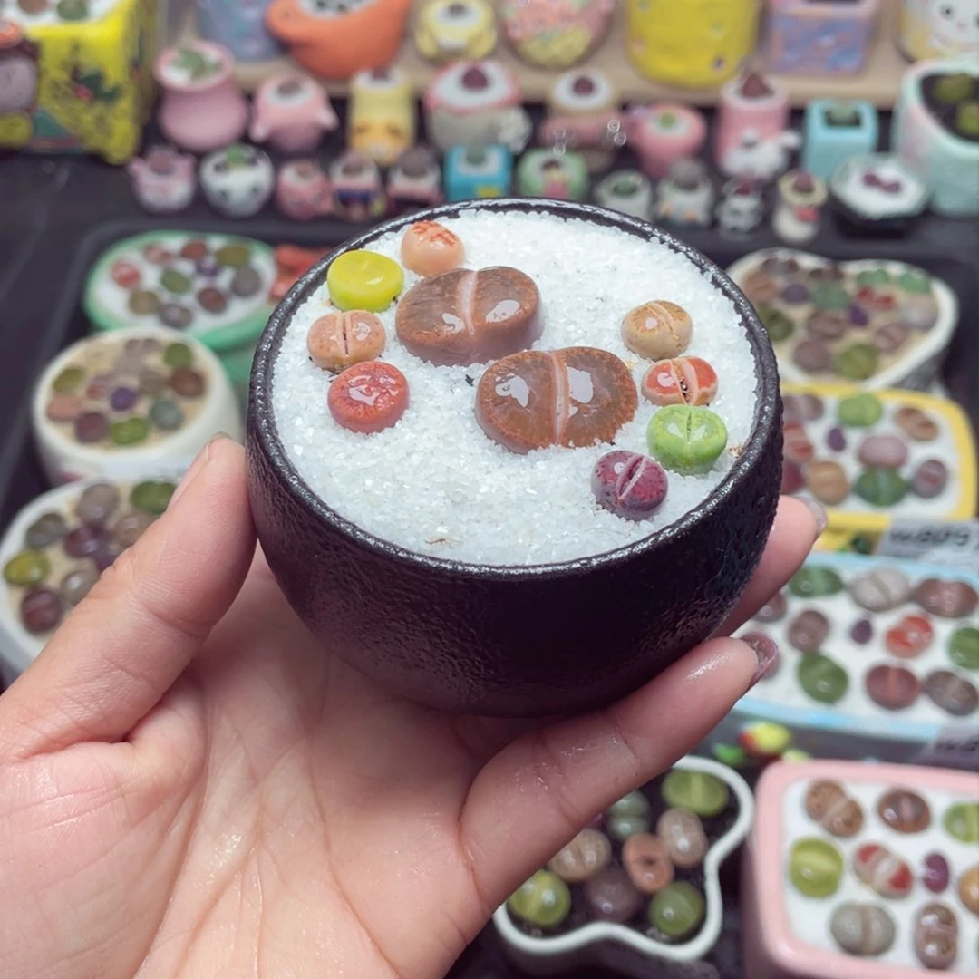 w8104 带盆土发货-零下地区拍保温箱