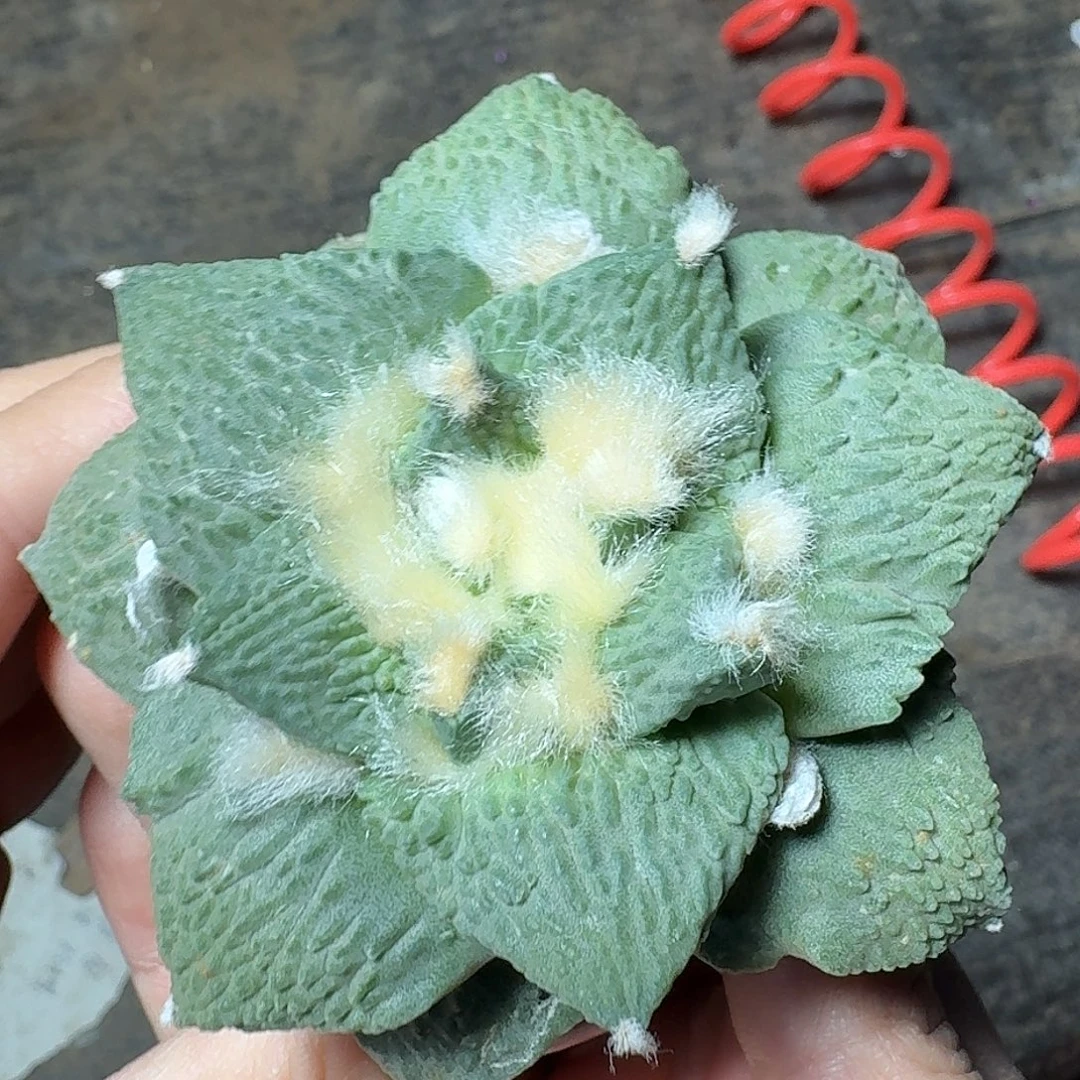 无花朵蓝白肌梦幻怒涛446