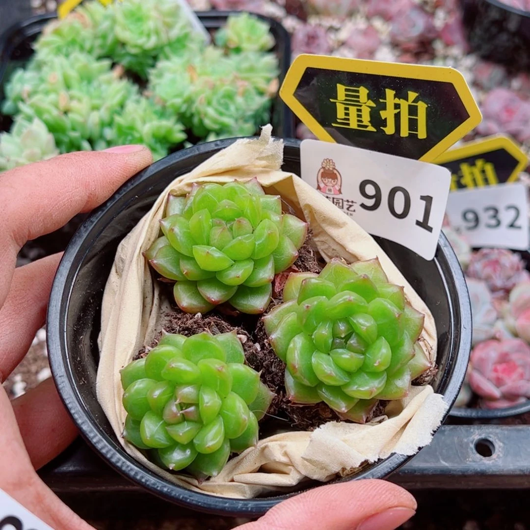 当前无花朵，栽培后可花朵