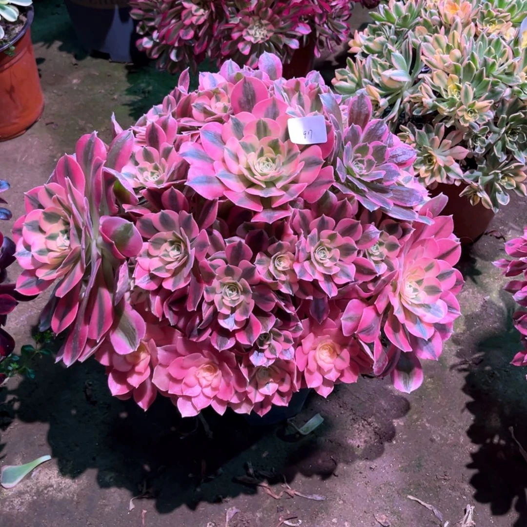 多肉植物女巫917