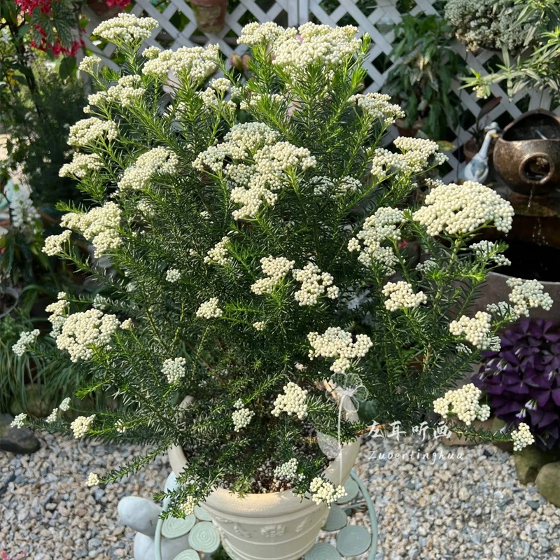 箐禾【澳洲米花】花卉绿植盆栽基地直发且容易养护开花