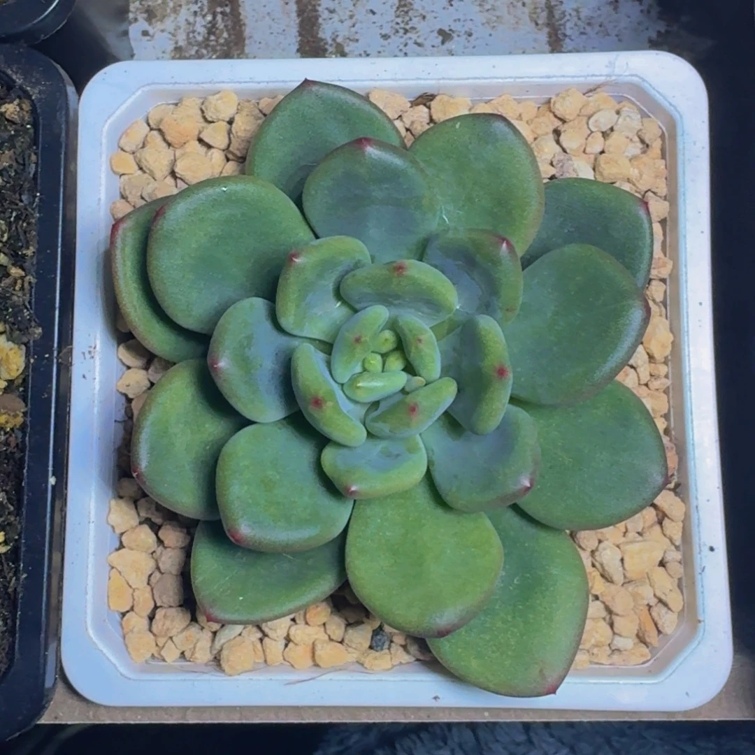 橘落 单头 一物一拍