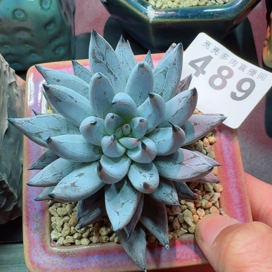 魔爪      愿你一路坦途，乘风破浪展宏图