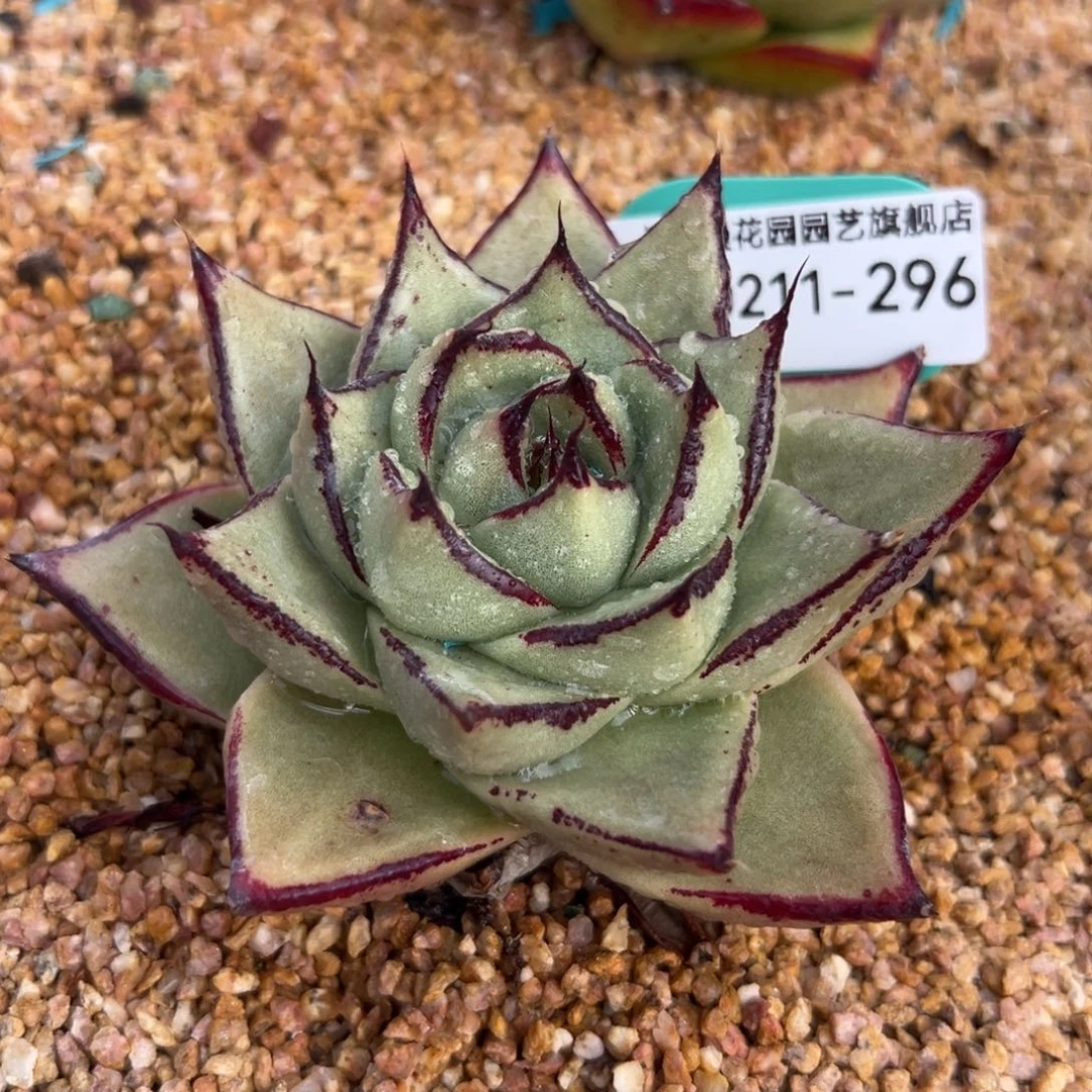 多肉精选一物一拍0211-296