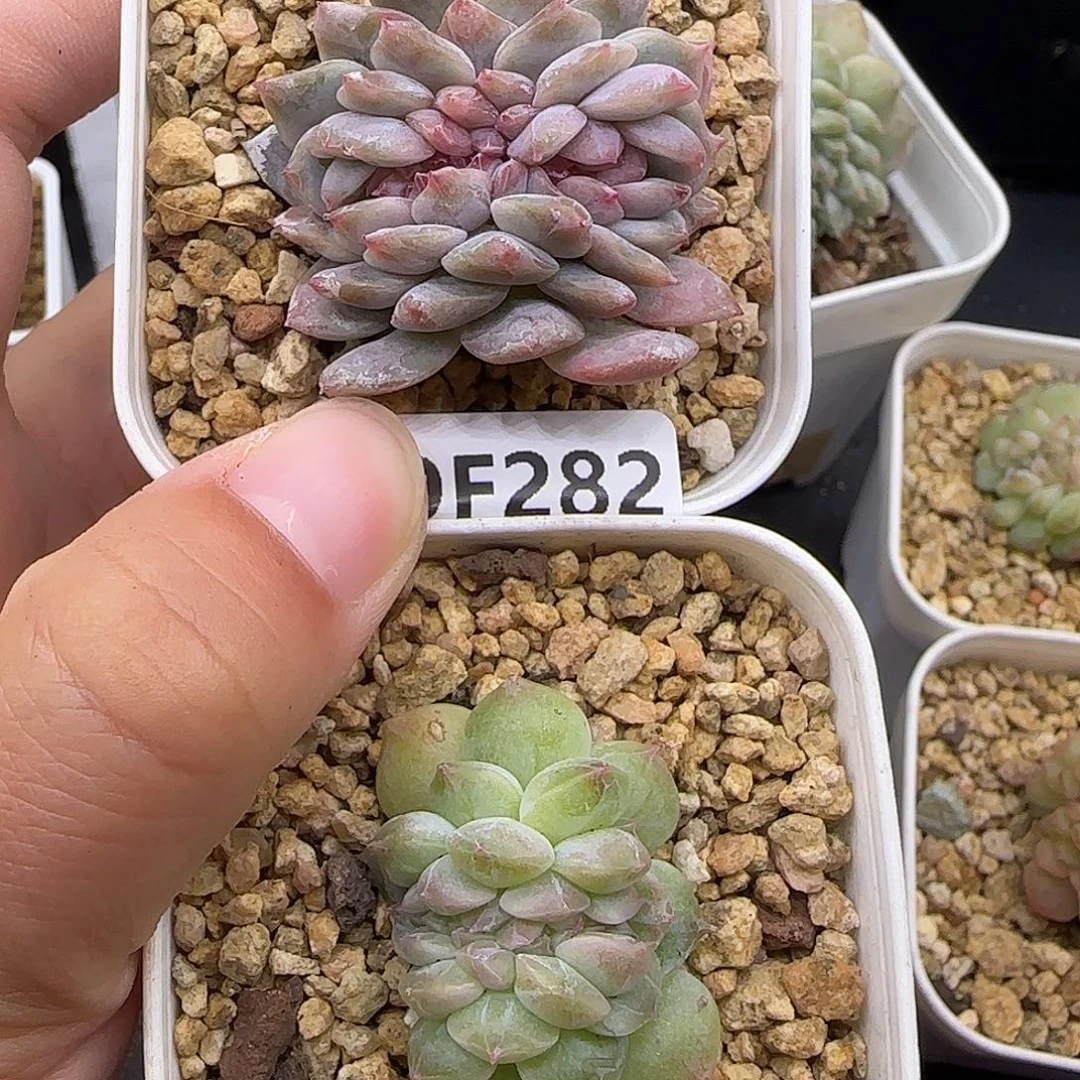 风***止282和283两颗缀化23和28缀化