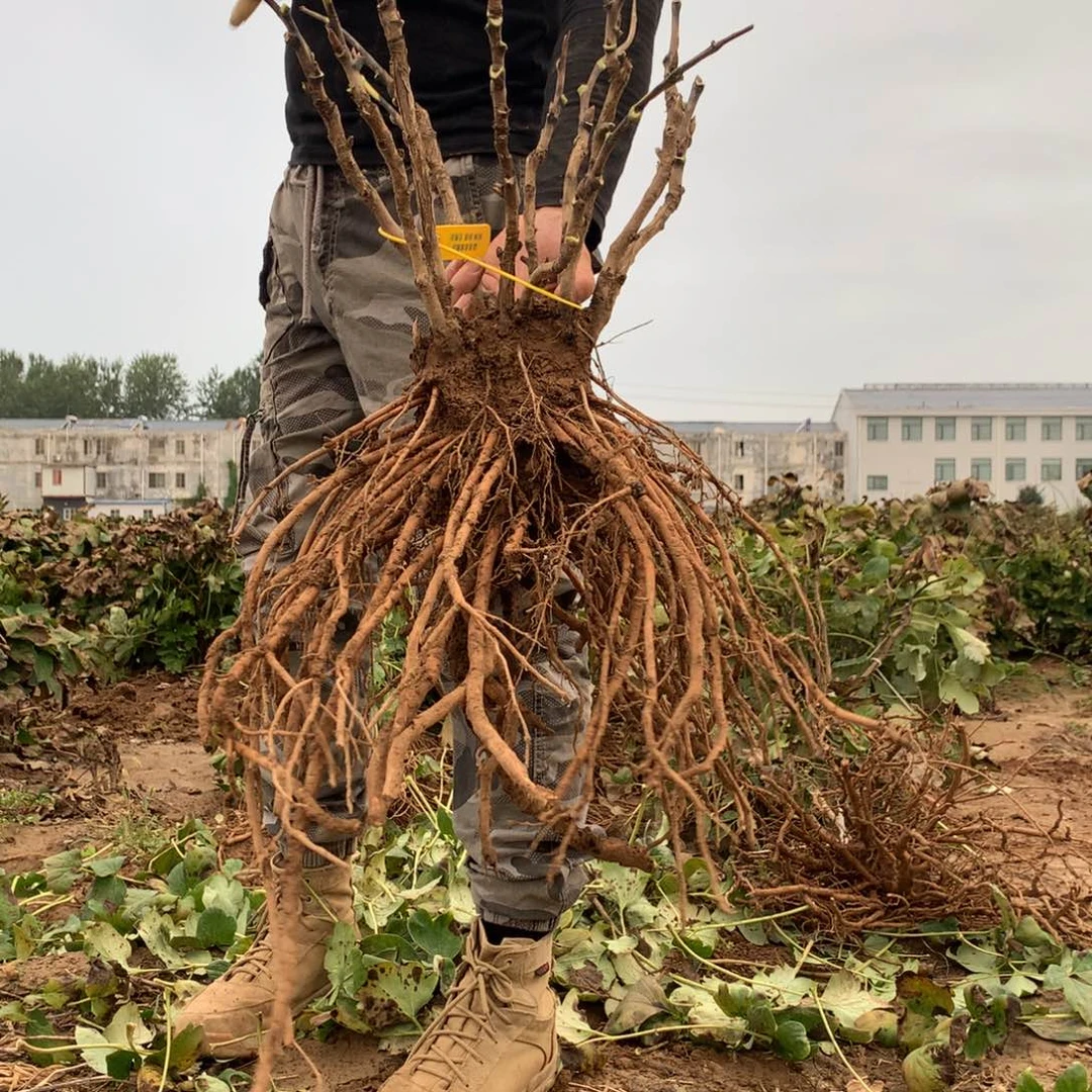 当前无花栽培后可以开花大胡红牡丹