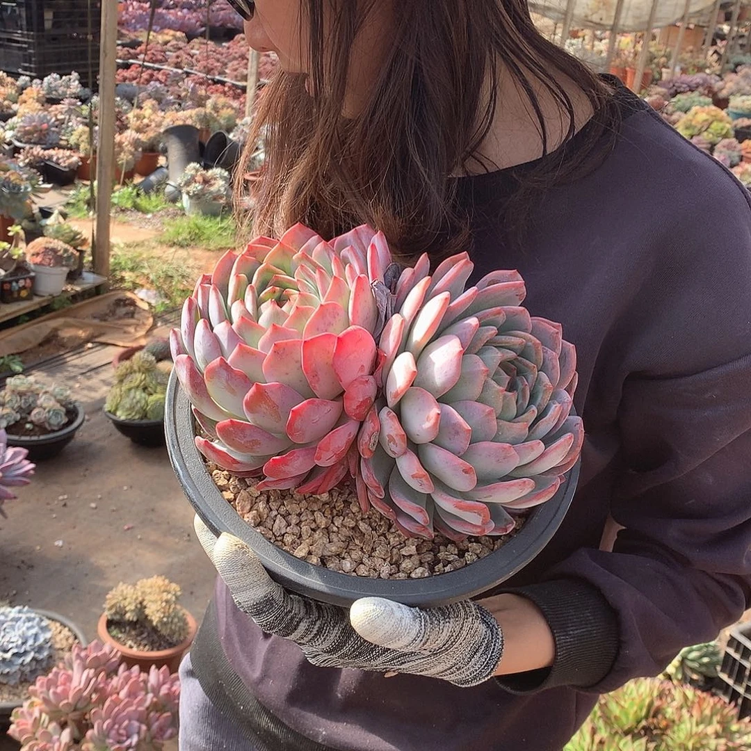 689全明星 一物一拍多肉