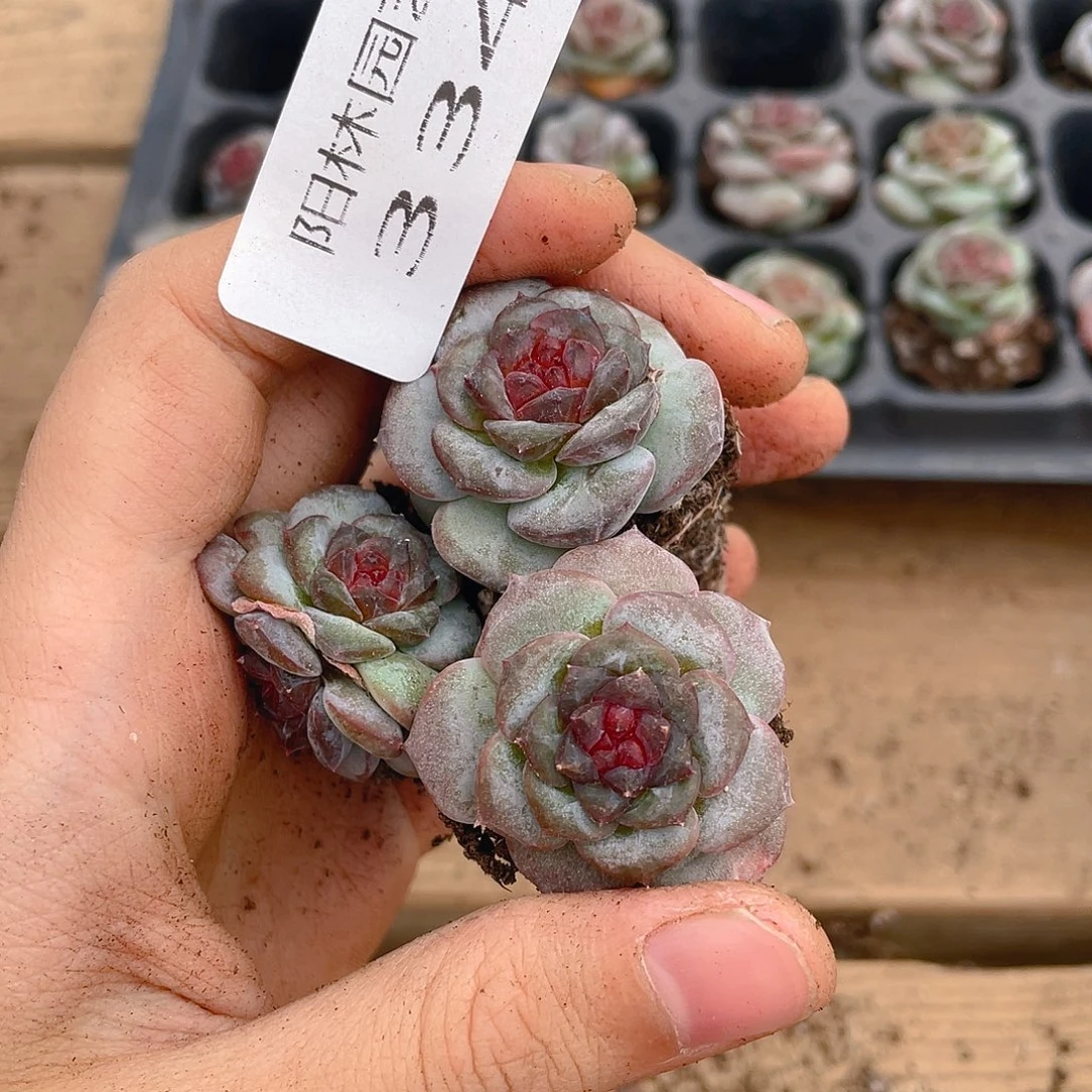 多肉植物多肉植物334