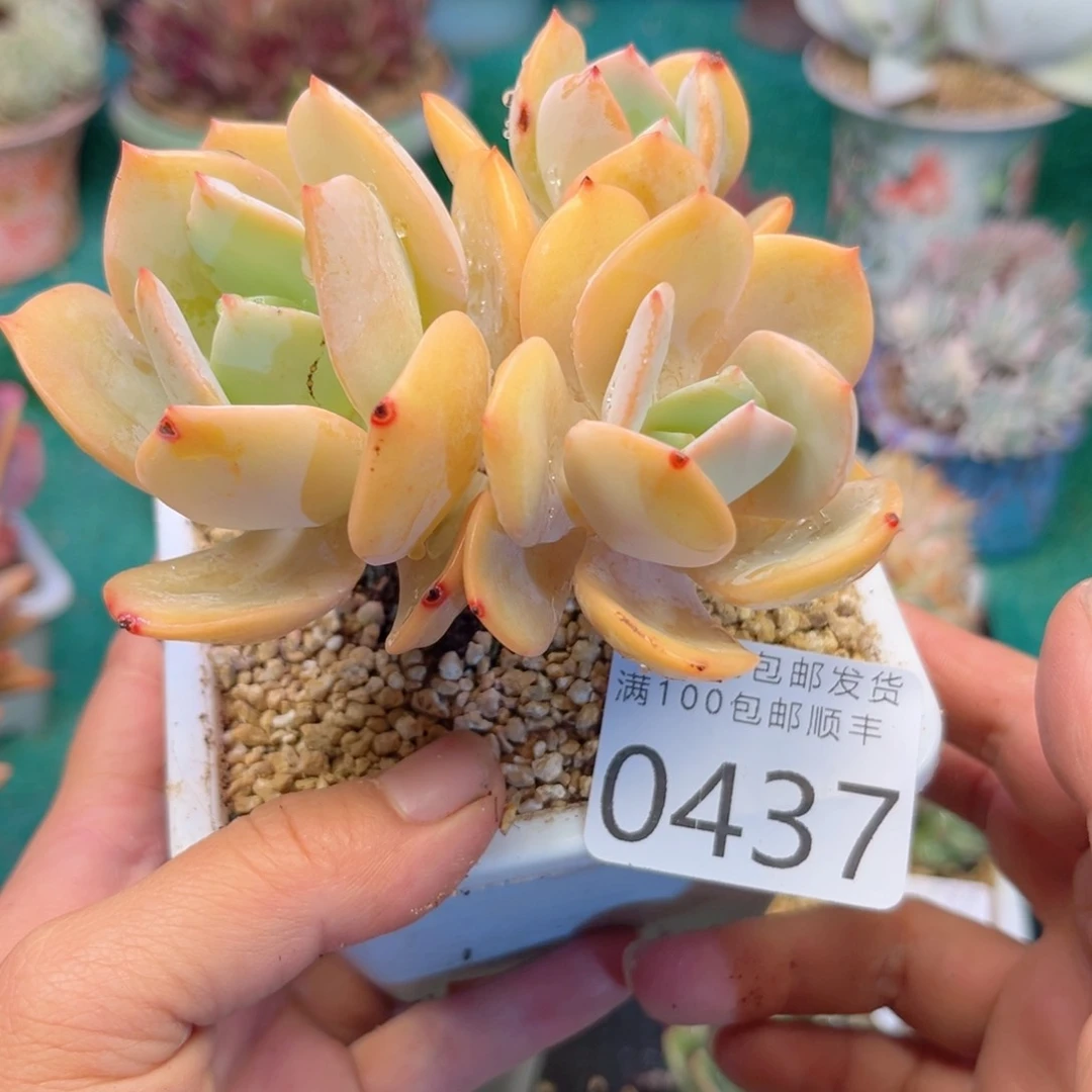 大0437，b c bvb n n