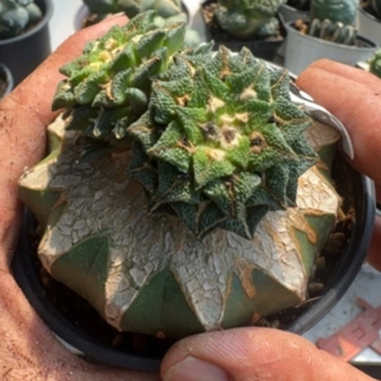 【闪购商品】无花朵超颗粒黑牡丹双头765