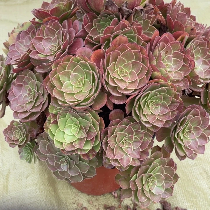 糖***儿无花朵524多肉植物花月夜
