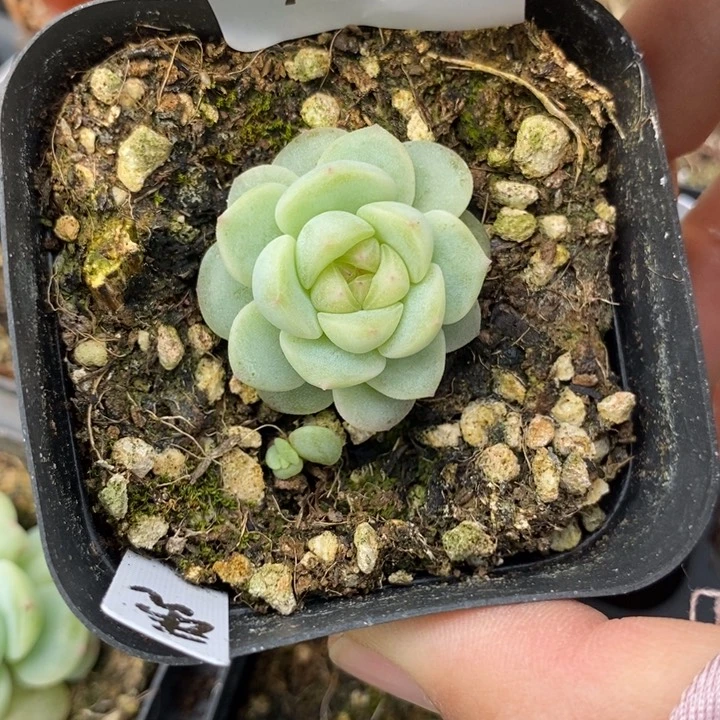 标签731秃子一个多肉