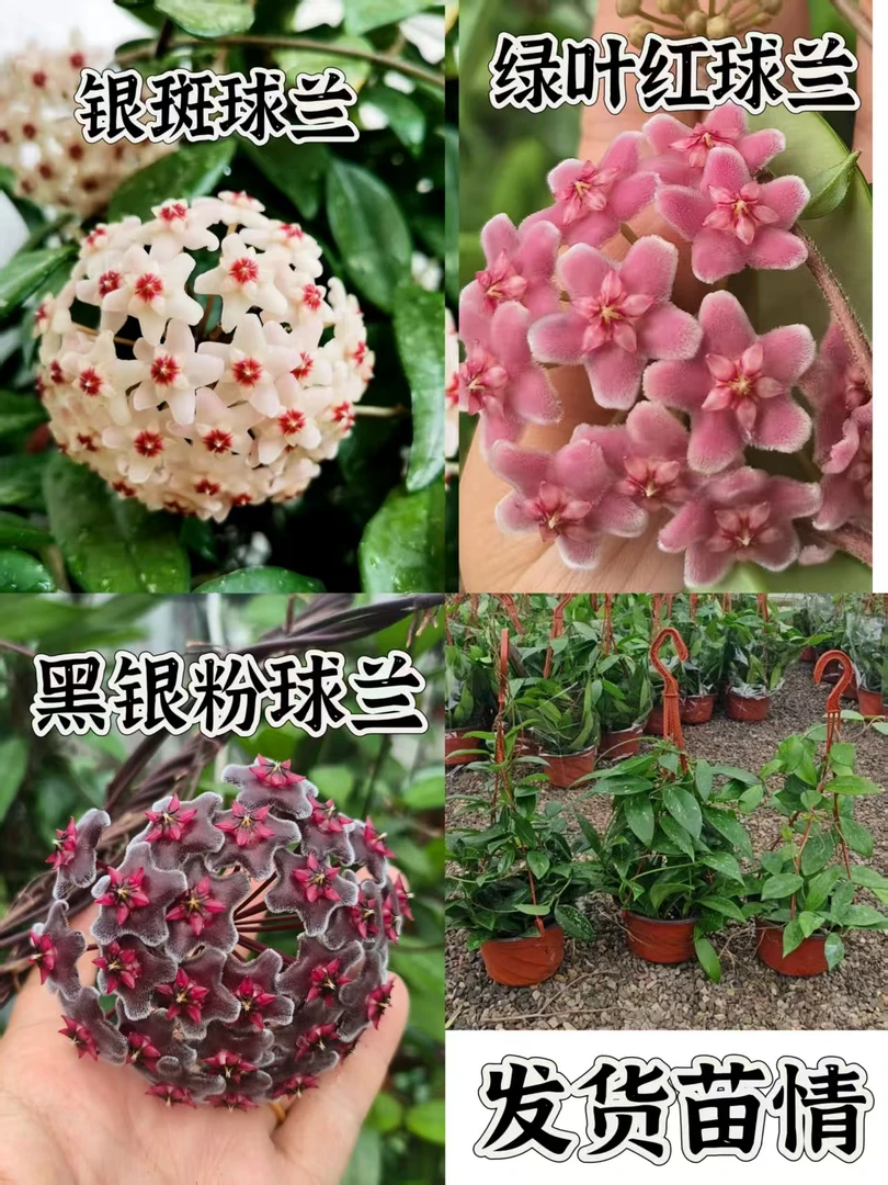 【备用新手组合】球兰组合多年生可垂吊爬藤室内办公室观赏植物