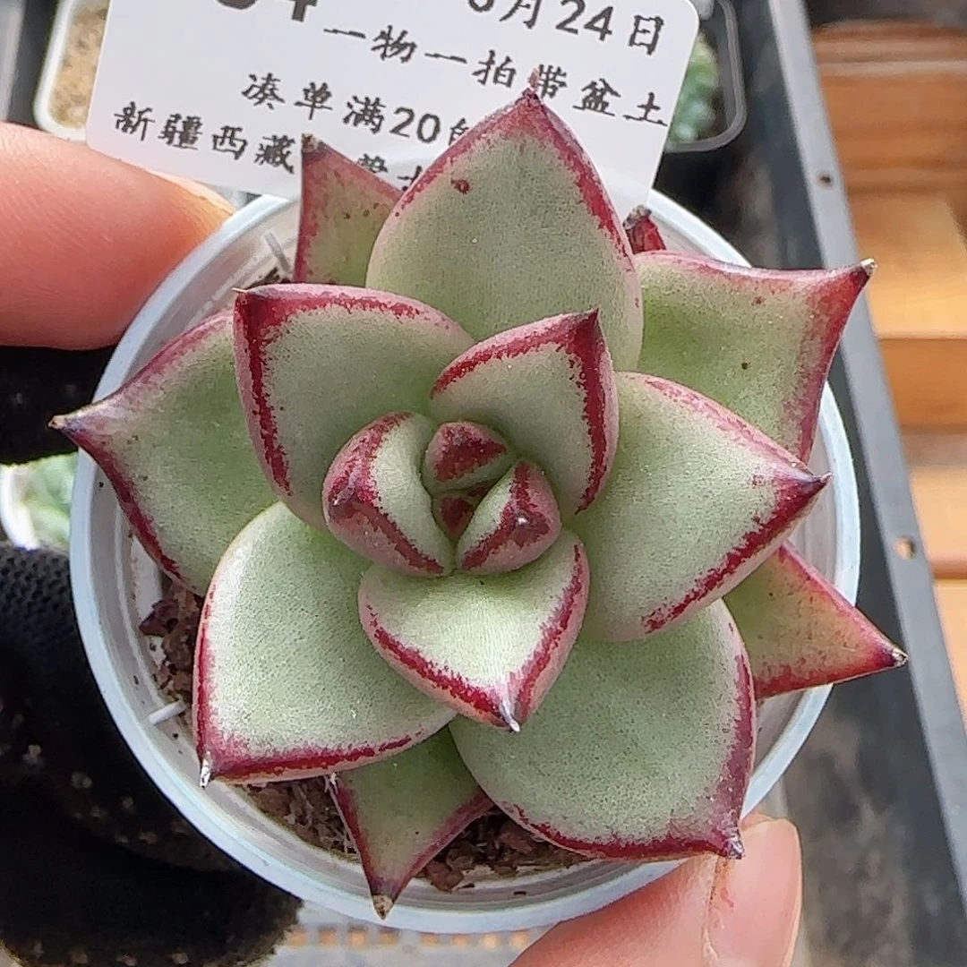 多肉0624-164乌木沉香