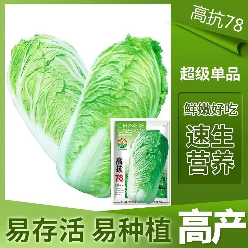 春播】高抗78山东大白菜种子绿叶白帮包心白菜种孑包头白菜籽秋季