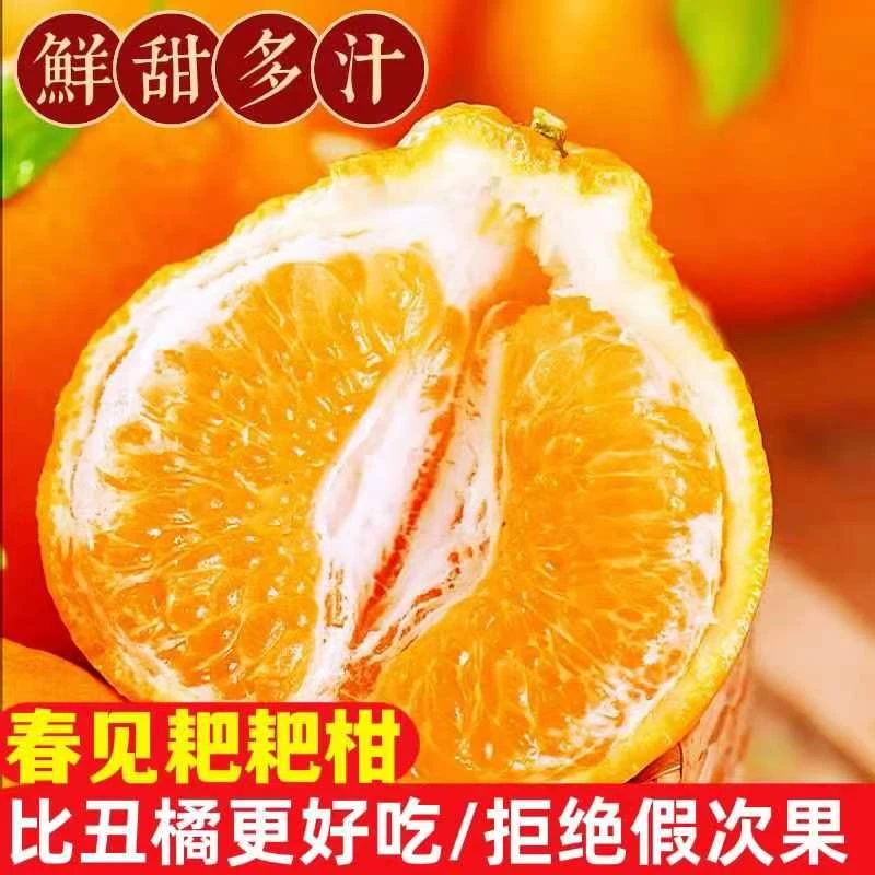 四川春见耙耙柑 香甜多汁  产地直发