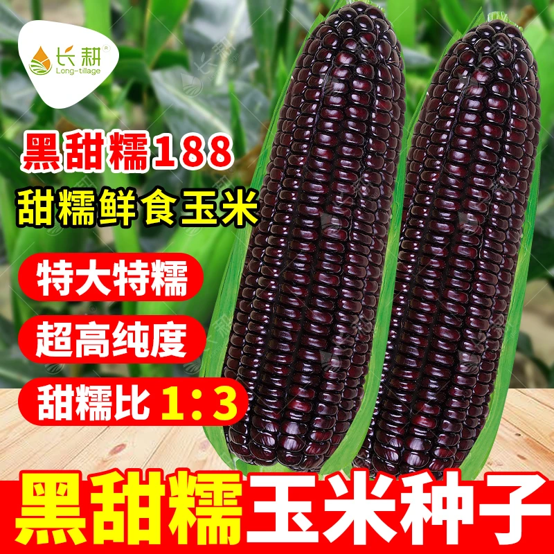 长耕黑甜糯188玉米种子超甜水果玉米种籽黑甜糯168大田玉米苗高产